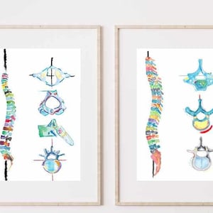 Wervelkolom anatomie Art Print - set van twee, chiropractiekunstwerk, wanddecoratie fysiotherapie, wervels