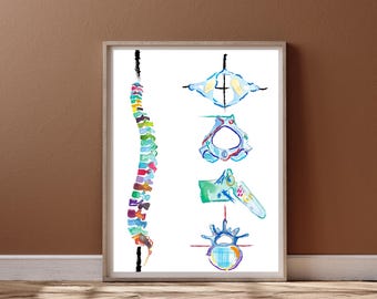 Spine Vertebrae Art, Physical Therapy Art, Chiropractic Art, Massage Therapy Art,  Physiotherapy Chiropractic Posters, Chiropractor Gift