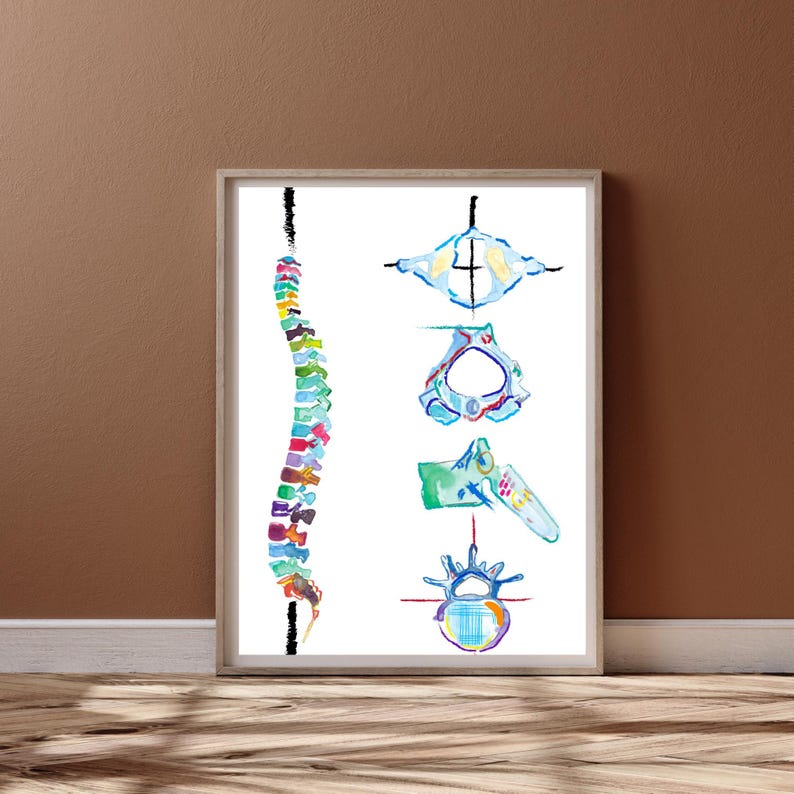 May include: A colorful illustration of the human spine with a close-up view of individual vertebrae. The spine is depicted in a vertical line with each vertebra represented by a different color. The close-up views show the anatomical details of the vertebrae.