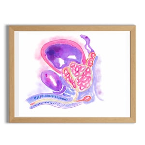May include: A watercolor illustration of the human reproductive system. The illustration is in shades of pink, purple, and blue. The illustration shows the ovaries, fallopian tubes, uterus, and cervix.