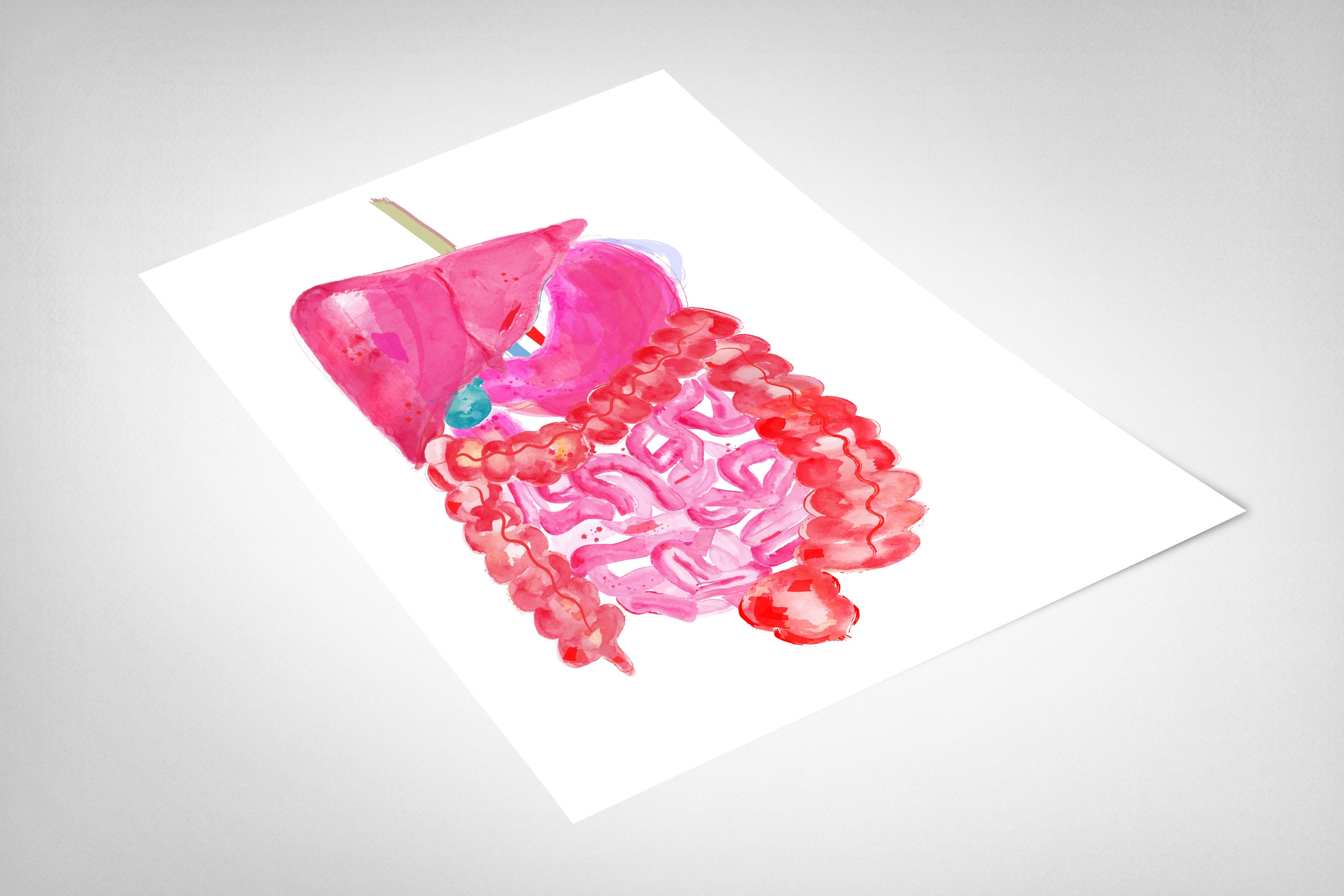Abdominal Anatomy Gastrointestinal Art Gastroenterology Art - Etsy