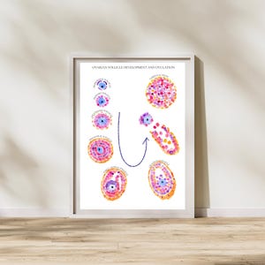 May include: A framed print illustrating the ovarian follicle development and ovulation process. The watercolor-style artwork features colorful diagrams of different follicle stages, with labels and a curved arrow indicating the process.