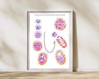 Follicle Maturation Cycle Gynecology Watercolor Art, Fertility Clinic Decor, Gynecologist Gift