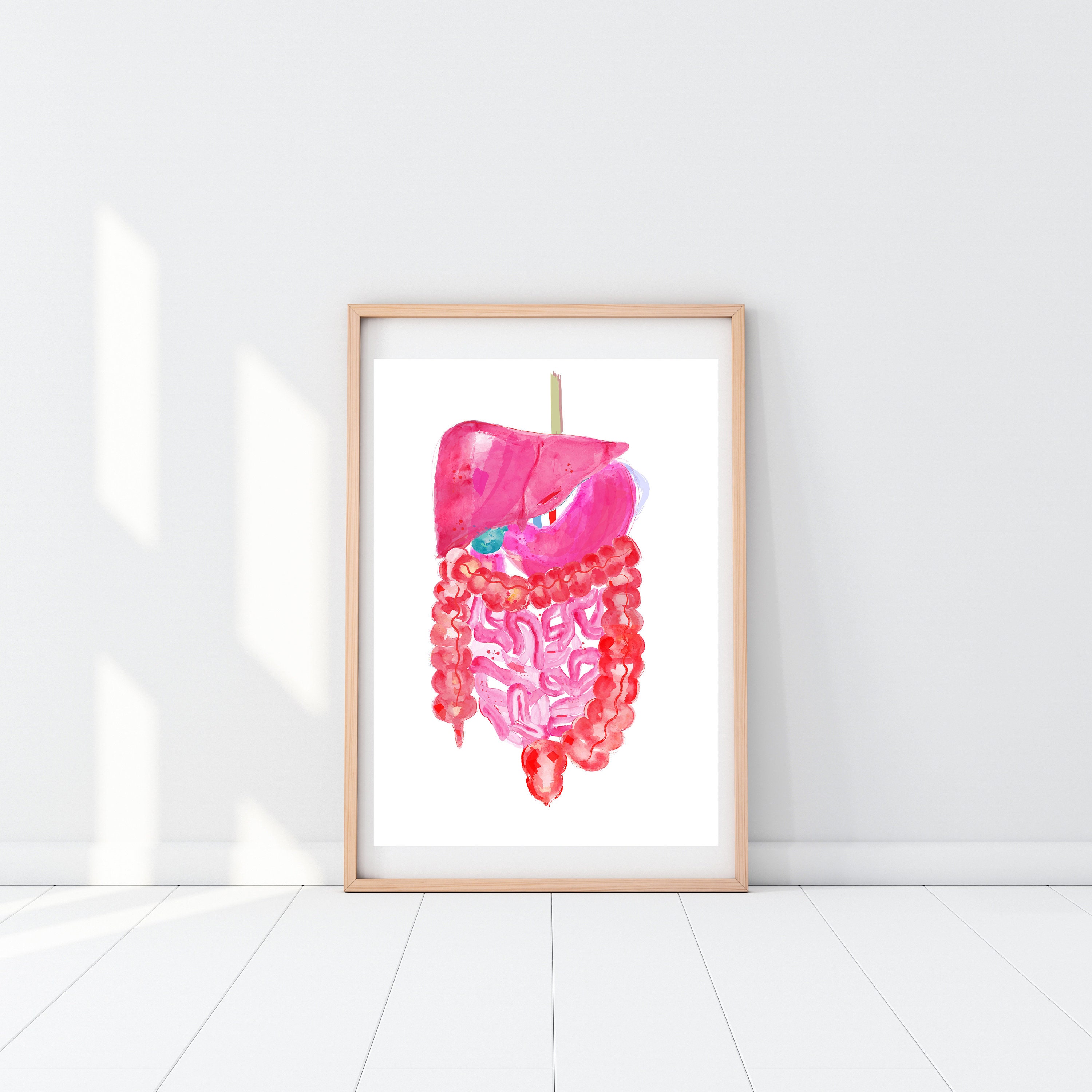 Abdominal Anatomy Gastrointestinal Art Gastroenterology Art - Etsy