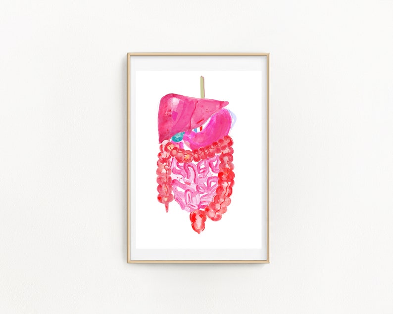 Abdominal Anatomy Gastrointestinal Art Gastroenterology Art - Etsy
