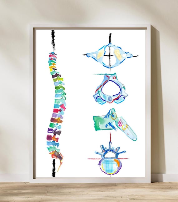 Spine Vertebrae Art, Physical Therapy Art, Chiropractic Art, Massage Therapy Art,  Physiotherapy Chiropractic Posters, Chiropractor Gift