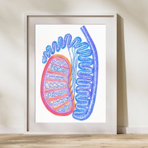Testicle, Scrotum Anatomy, Urology Art, Urology Gifts, Testicular Cancer Awareness, Male Anatomy Art, Fertility Clinic Art, Urologist Gift