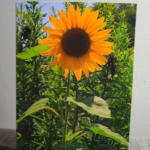 May include: A bright yellow sunflower with a dark brown center blooms in a field of green foliage.