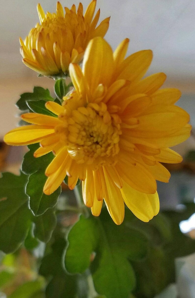 Assorted BLANK Note Cards boxed Set of 10 Cards With Etsy