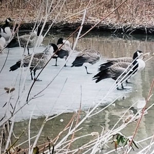 Geese on a Frozen Pond (Print)