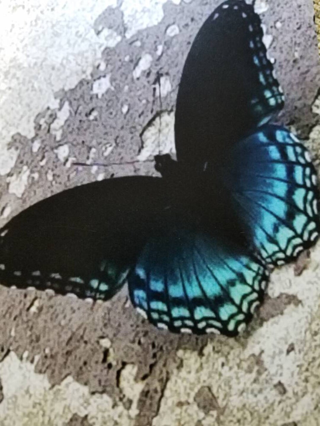Blue Butterfly (1 Blank Note Card With White Envelope) - Etsy