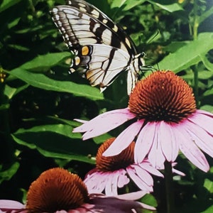 Eastern Tiger Swallowtail in July (Print)