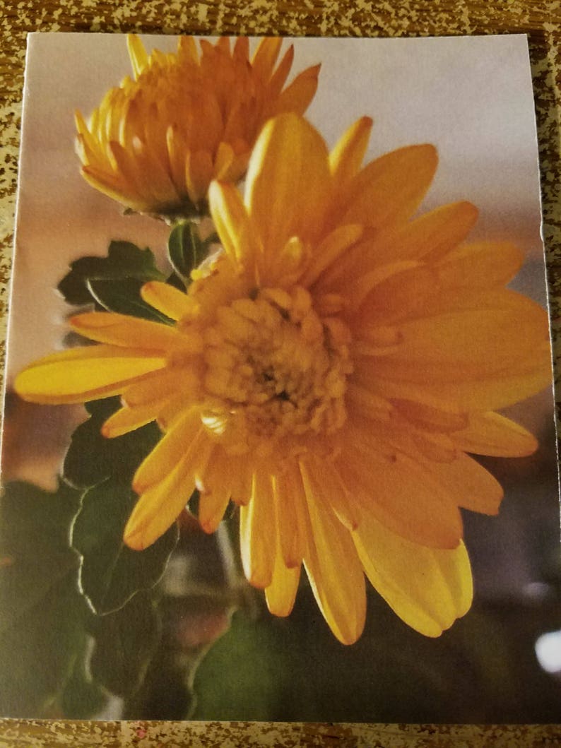 Assorted GREETING Cards (boxed Set of 10 Cards With Envelopes) - Etsy