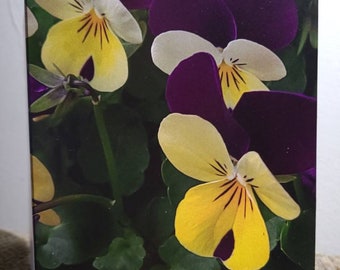 Viola (1 Blank Note Card with White Envelope)