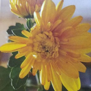 Fall Blooms (1 Dankeskarte mit weißem Umschlag)