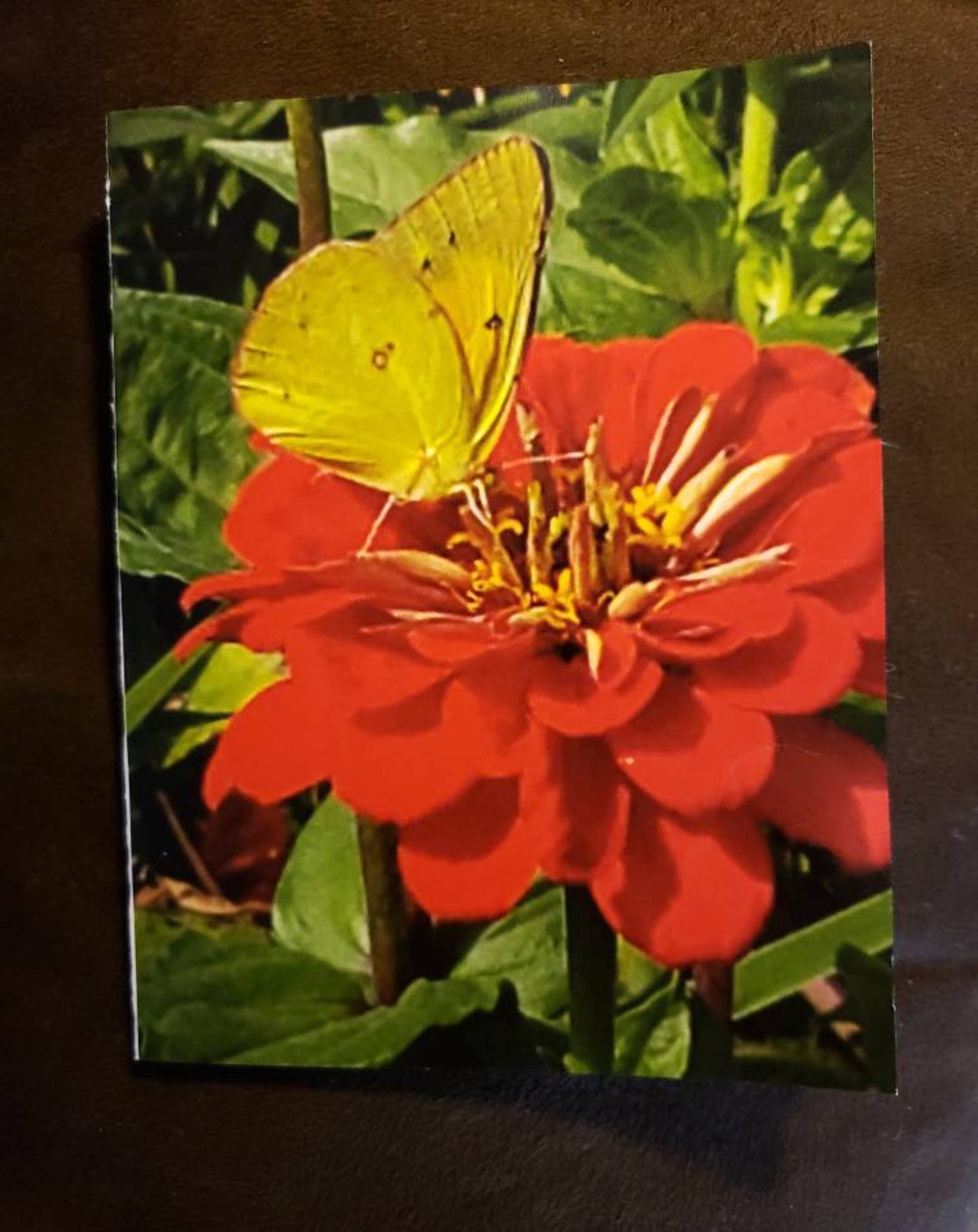 Little Yellow Butterfly (1 Blank Note Card With Envelope) - Etsy