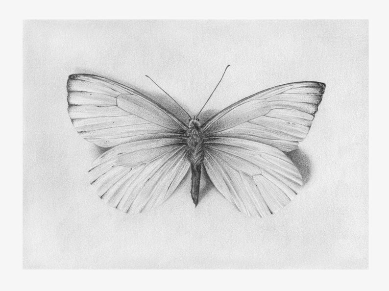 Pre Order Original Butterfly Graphite Pencil Drawing Moth Illustration Surreal Art Work Floral Entomological Black And White Wall Art