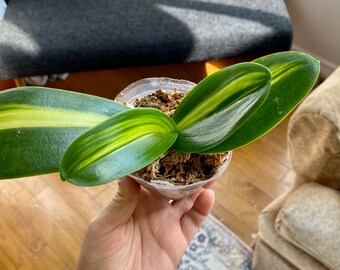 Rare Variegated Phalenopsis Orchid