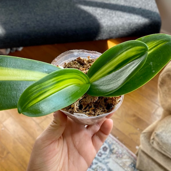 Rare Variegated Phalenopsis Orchid