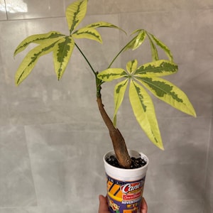 Very Rare Sport Variegated UNGRAFTED Pachira Aquatica - Aurea (Money Tree) Plant B - Gift