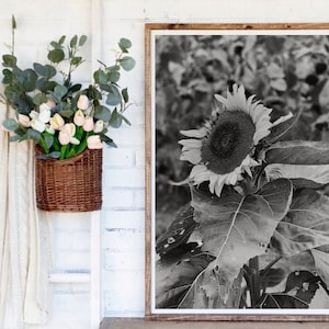 Solrostryck, utskrivbara blommor, solrosposters, blommor för väggen, utskrivbar lantlig konst
