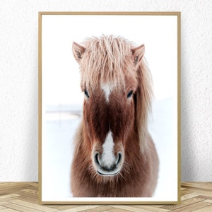 May include: A close-up portrait of a brown and white Icelandic horse with a long, flowing mane. The horse is looking directly at the camera with a gentle expression. The background is a snowy white.