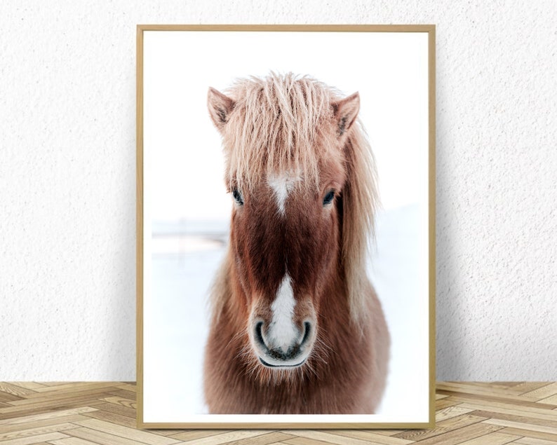 May include: A close-up portrait of a brown and white Icelandic horse with a long, flowing mane. The horse is looking directly at the camera with a gentle expression. The background is a snowy white.