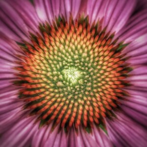 Fine Art Postcard “Explore” 5x5 Floral Photography Print, Botanical Square Art for Inner Reflection, Nature-Inspired Gift for Self-Discovery