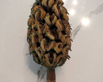 Magnolia Seed Pod Etsy