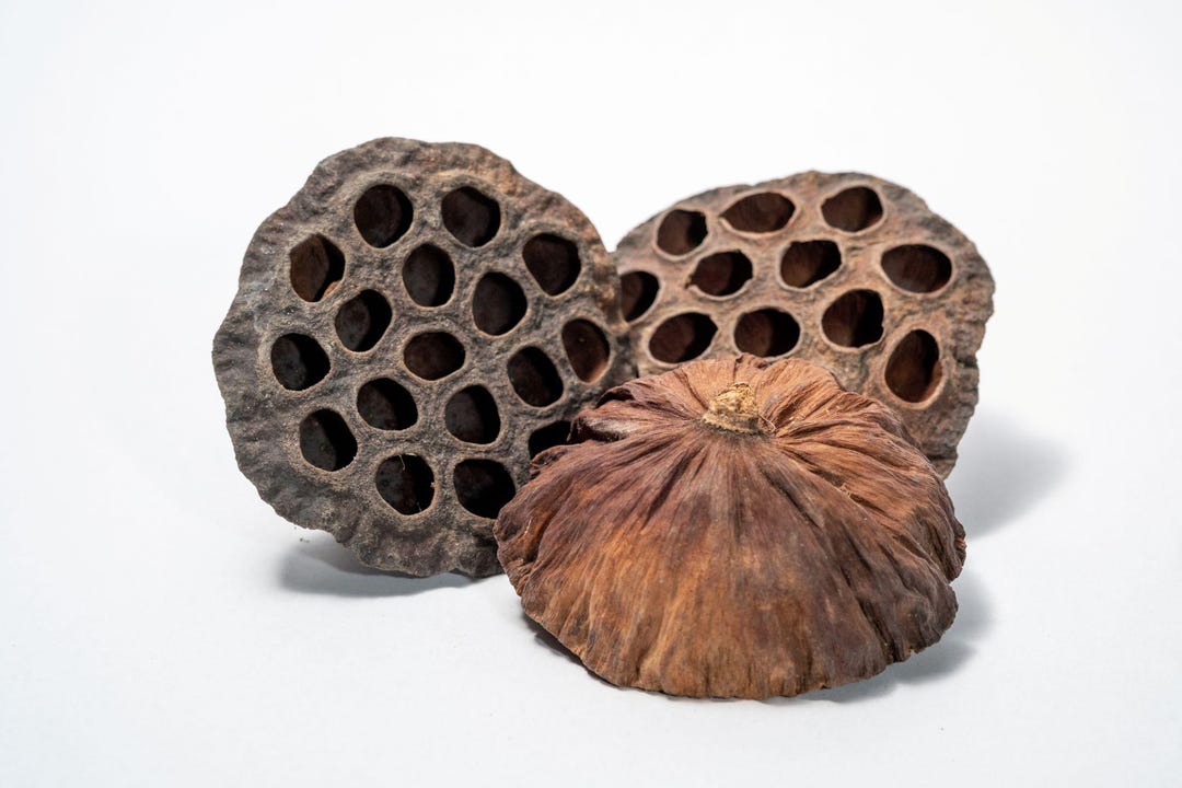Large Lotus Seed Pod: Natural Terrarium Decor for Isopods & Aquariums ...