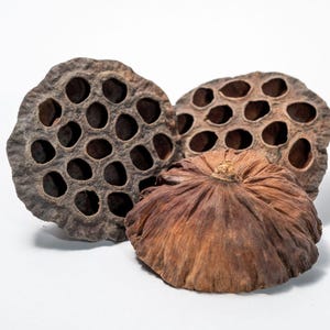 Large Lotus Seed Pod: Natural Terrarium Decor for Isopods & Aquariums