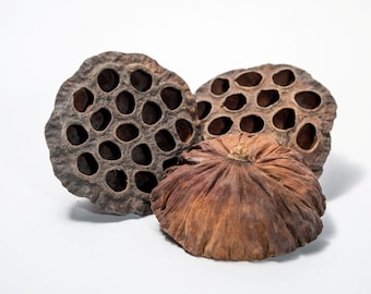 Large Lotus Seed Pod: Natural Terrarium Decor for Isopods & Aquariums