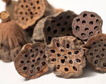 Mini Lotus Seed Pods (4oz., approximately 90-100): Natural Terrarium Decor for Aquariums, Crafts