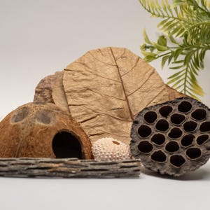 Hermit Crab Enrichment Pack: Natural Botanical Seed Pods, Cholla, Coconut Hut, Sea Urchin