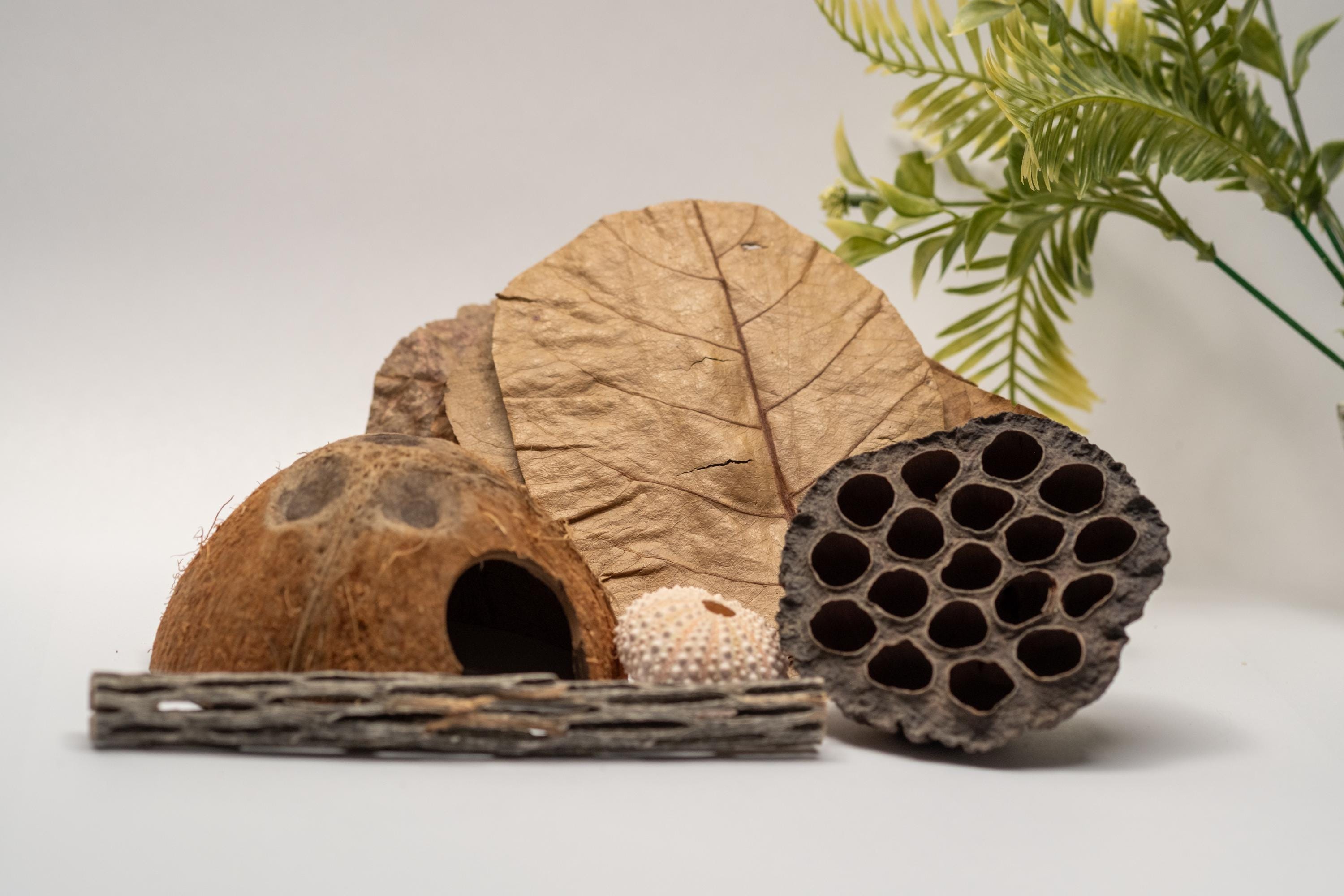 Hermit Crab Habitat