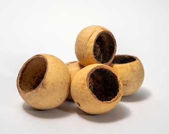 Small Bell Cup Seed Pod: Aquarium Botanicals and Terrarium Decor for Isopods & Dart Frogs