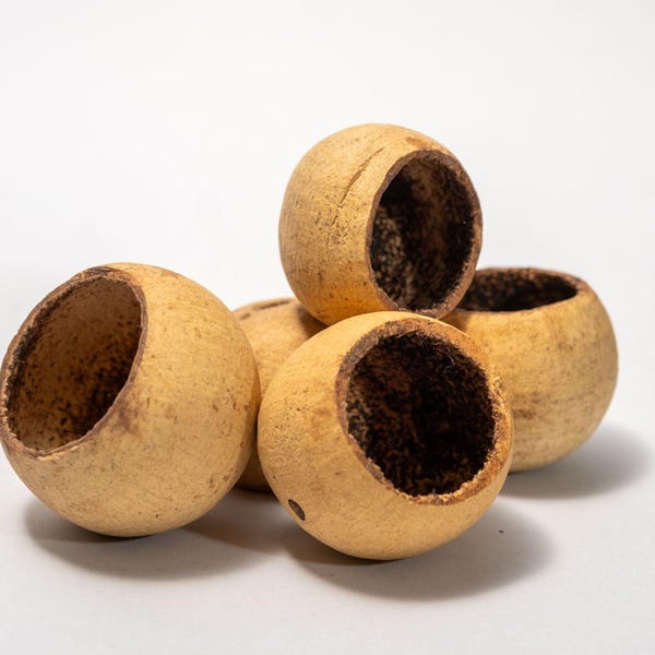 Mini Bell Cup Seed Pod: Aquarium Botanicals and Terrarium Decor for Isopods & Dart Frogs