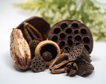 Aquarium Botanical Pack: Bioactive Terrarium Seed Pods & Aquarium Decor