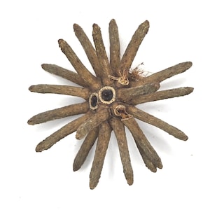 NaturePods Spider Claw Seed Pod, 4 pack - Natural Dried Pods for Home Decor, Craft Supplies, Terrarium, Bioactive Botanicals