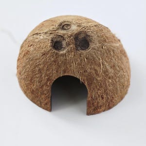 May include: A halved coconut shell with a large opening and three small holes. The coconut shell is brown and has a rough, textured surface. The opening is large enough for a small animal to enter. The coconut shell is a natural pet habitat.