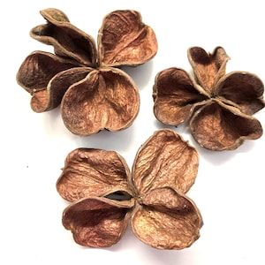 NaturePods Land Lotus Seed Pod Isopod, Dart Frog, Reptile Decor, Terrarium, Vivarium Botanical, Bioactive, Floral Crafts, Botanical Seed Pod