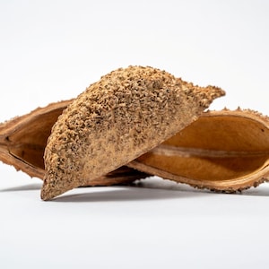 Urchin Seed Pod: Natural Terrarium Decor for Isopods & Small Reptiles