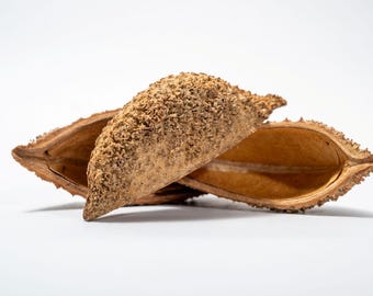 Urchin Seed Pod: Natural Terrarium Decor for Isopods & Small Reptiles