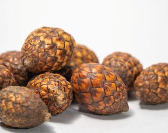 Cane Fruit Rattan Pods, Natural Terrarium Decor, Bioactive, Fairy Garden, Bowl Filler (10 Pods)