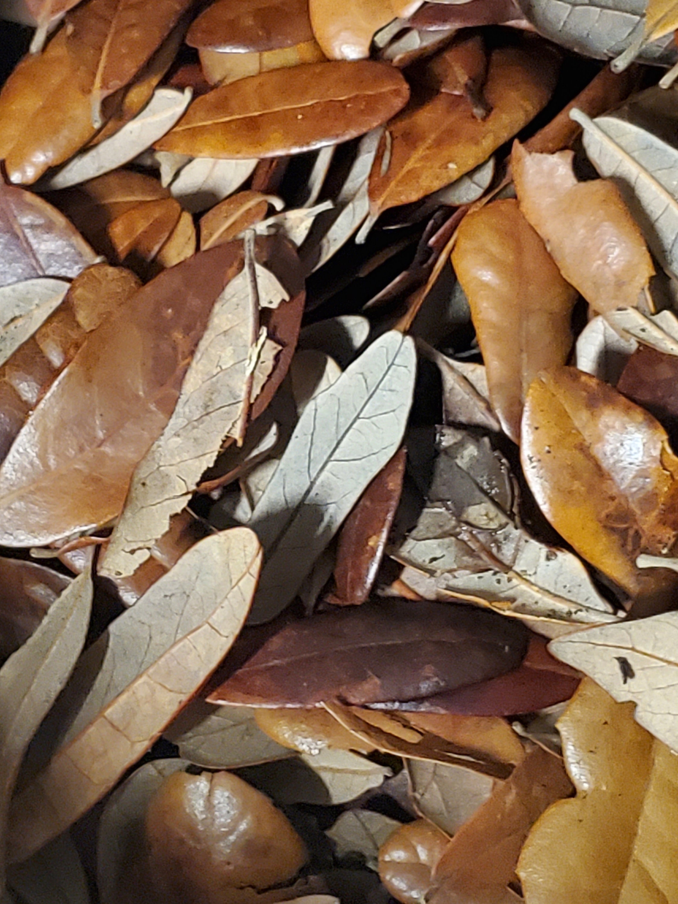 Dried Live Oak Leaves