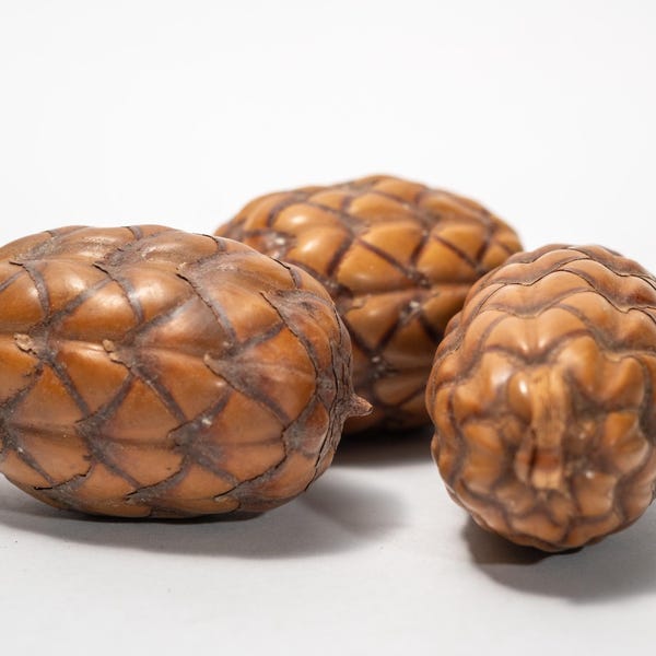 Dragon Egg Pods: Natural Dried Uxi Pods, Terrarium Supplies - 3 Pack
