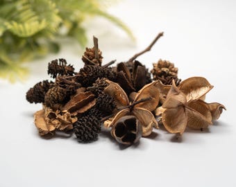 Terrarium Nano Seed Pod Variety Pack (37 pieces) Natural Bioactive Habitat & Aquarium Decor