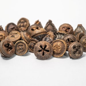 Natural Eucalyptus Seed Pods: Aquarium Tannins, Crafting, Vase Filler - 2 Ounces (Approx. 20-30 Pieces)