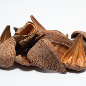 May include: A collection of dried, brown, teardrop-shaped seed pods with a fibrous, textured exterior and a smooth, concave interior. These natural botanical elements are arranged in a loose cluster, showcasing their curved, organic forms.