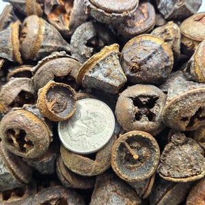 NaturePods Natural Eucalyptus Seed Pods - 2 ounces for Aquarium Tannins, Crafting, Bowl Filler, Vase Filler, Terrarium Botanicals